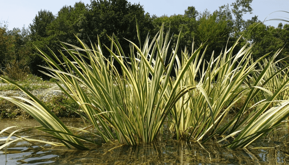 Acorus Calmus