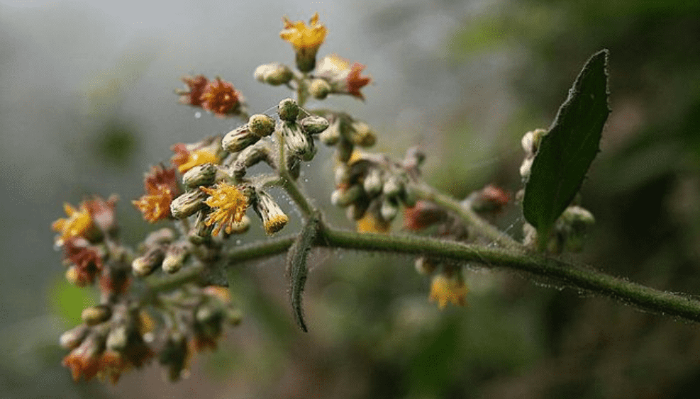 Blumea Densiflora