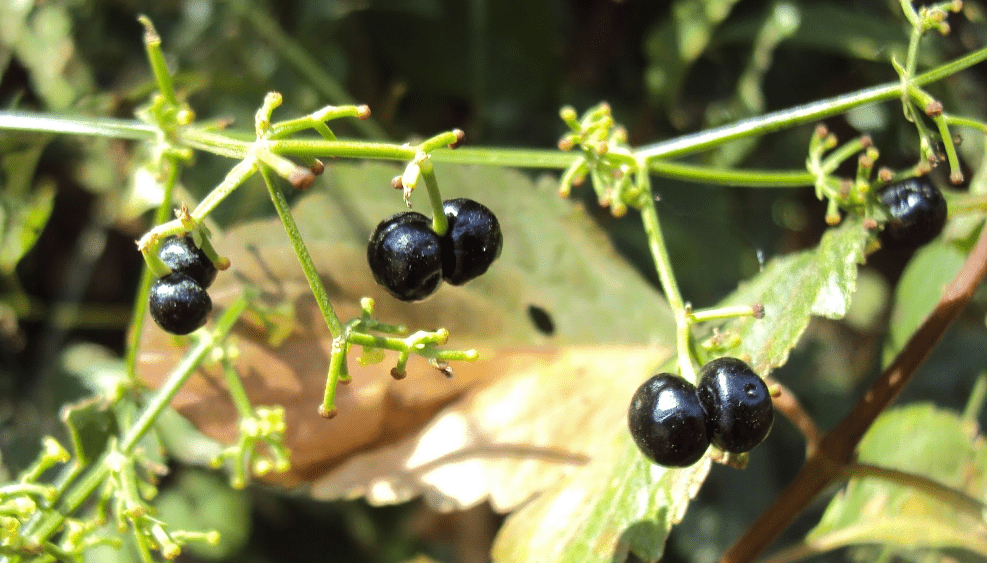 Rubia Cordifolia