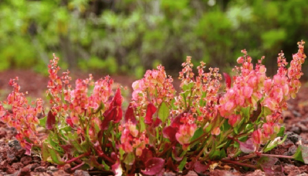Rumex Vesicarius