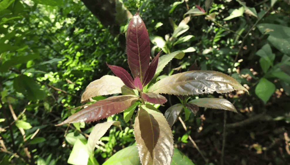 Symplocos Racemosa
