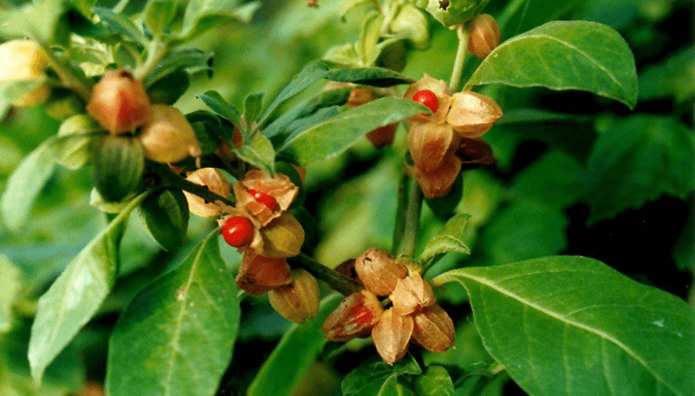 Withania omnifera