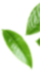 leaf bottom r